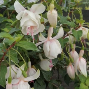 Fuchsia Annabelle White Live Plug Plant – 2-5 Inch – Double White Flowers for Baskets - Image 6