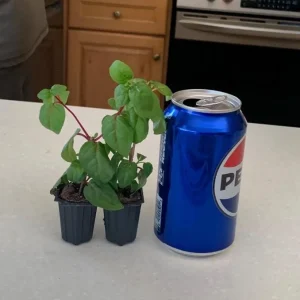 Fuchsia Annabelle White Live Plug Plant – 2-5 Inch – Double White Flowers for Baskets - Image 7