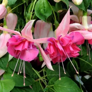 Fuchsia Bella Rosella Live Plug Plant - 2-5 Inch Tall - Pink Purple Double Flowers for Hanging Baskets, Shade Garden - Image 2