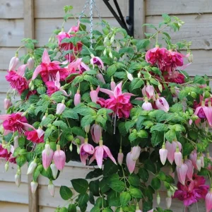 Fuchsia Bella Rosella Live Plug Plant - 2-5 Inch Tall - Pink Purple Double Flowers for Hanging Baskets, Shade Garden - Image 3