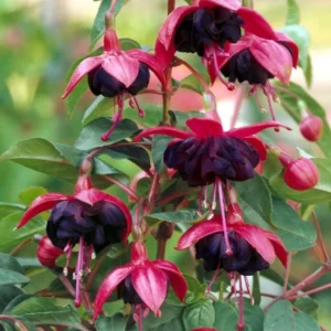 Fuchsia 'Blacky' Trailing Live Plug Plant - 2-5 Inch Tall - Red Purple Flowers - Image 2