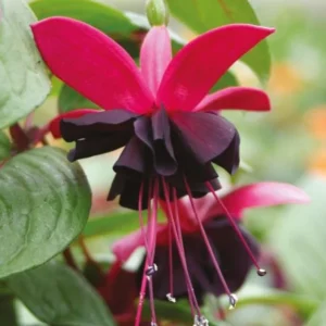 Fuchsia 'Blacky' Trailing Live Plug Plant - 2-5 Inch Tall - Red Purple Flowers - Image 3