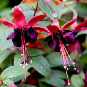 Fuchsia 'Blacky' Trailing Live Plug Plant - 2-5 Inch Tall - Red Purple Flowers - Image 4