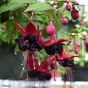 Fuchsia 'Blacky' Trailing Live Plug Plant - 2-5 Inch Tall - Red Purple Flowers - Image 5