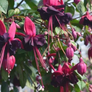 Fuchsia 'Blacky' Trailing Live Plug Plant - 2-5 Inch Tall - Red Purple Flowers - Image 6