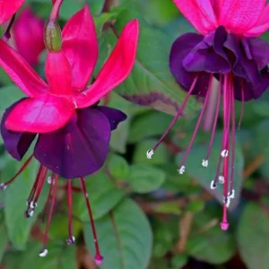 Fuchsia 'Blacky' Trailing Live Plug Plant - 2-5 Inch Tall - Red Purple Flowers - Image 7