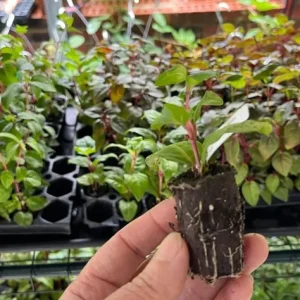 Fuchsia 'Blacky' Trailing Live Plug Plant - 2-5 Inch Tall - Red Purple Flowers - Image 8