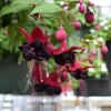Fuchsia 'Blacky' Trailing Live Plug Plant - 2-5 Inch Tall - Red Purple Flowers - Image 1