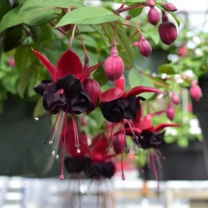 Fuchsia 'Blacky' Trailing Live Plug Plant - 2-5 Inch Tall - Red Purple Flowers - Image 1