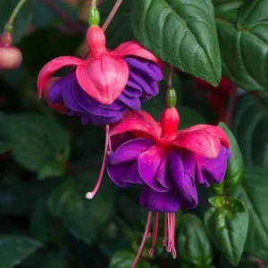 Fuchsia 'Blue Eyes' Live Plant - Hardy Perennial, Pink & Purple Blooms, 4-6 Inch Tall, 5 Inch Pot, Outdoor - Image 2