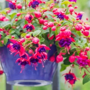 Fuchsia 'Blue Eyes' Live Plant - Hardy Perennial, Pink & Purple Blooms, 4-6 Inch Tall, 5 Inch Pot, Outdoor - Image 3