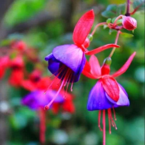 Fuchsia 'Blue Eyes' Live Plant - Hardy Perennial, Pink & Purple Blooms, 4-6 Inch Tall, 5 Inch Pot, Outdoor - Image 4