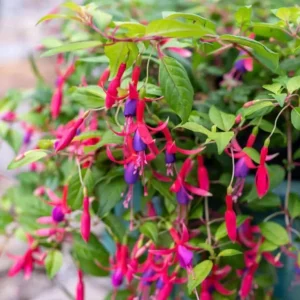 Fuchsia 'Blue Eyes' Live Plant - Hardy Perennial, Pink & Purple Blooms, 4-6 Inch Tall, 5 Inch Pot, Outdoor - Image 5
