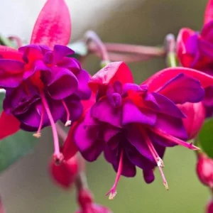 Fuchsia 'Blue Eyes' Live Plant - Hardy Perennial, Pink & Purple Blooms, 4-6 Inch Tall, 5 Inch Pot, Outdoor - Image 6