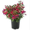 Fuchsia 'Blue Eyes' Live Plant - Hardy Perennial, Pink & Purple Blooms, 4-6 Inch Tall, 5 Inch Pot, Outdoor - Image 1