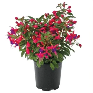 Fuchsia 'Blue Eyes' Live Plant - Hardy Perennial, Pink & Purple Blooms, 4-6 Inch Tall, 5 Inch Pot, Outdoor - Image 1