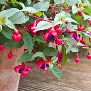Fuchsia 'Blue Eyes' Live Plant - Hardy Perennial, Pink & Purple Blooms, 4-6 Inch Tall, 5 Inch Pot, Outdoor - Image 7