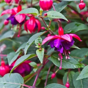 Fuchsia 'Blue Eyes' Live Plant - Hardy Perennial, Pink & Purple Blooms, 4-6 Inch Tall, 5 Inch Pot, Outdoor - Image 8
