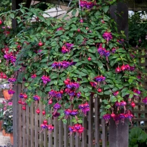 Fuchsia 'Blue Eyes' Live Plant - Hardy Perennial, Pink & Purple Blooms, 4-6 Inch Tall, 5 Inch Pot, Outdoor - Image 9