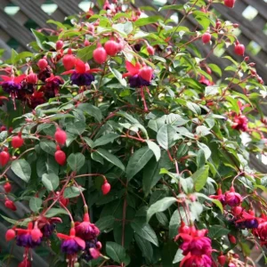 Fuchsia Dollar Princess Live Plant – 2-5 Inch Plug – Red Purple Flowers – Shade Garden & Hanging Basket - Image 2