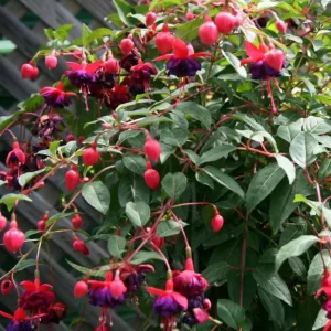 Fuchsia Dollar Princess Live Plant – 2-5 Inch Plug – Red Purple Flowers – Shade Garden & Hanging Basket - Image 3