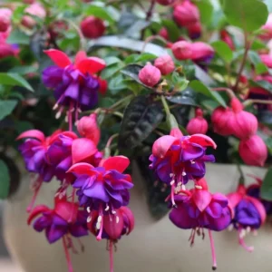 Fuchsia Dollar Princess Live Plant – 2-5 Inch Plug – Red Purple Flowers – Shade Garden & Hanging Basket - Image 4