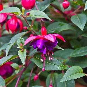 Fuchsia Dollar Princess Live Plant – 2-5 Inch Plug – Red Purple Flowers – Shade Garden & Hanging Basket - Image 5