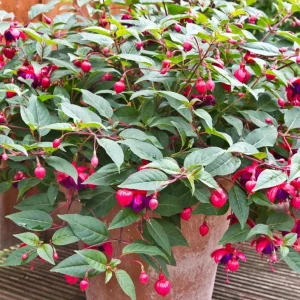 Fuchsia Dollar Princess Live Plant – 2-5 Inch Plug – Red Purple Flowers – Shade Garden & Hanging Basket - Image 6