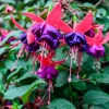 Fuchsia Dollar Princess Live Plant – 2-5 Inch Plug – Red Purple Flowers – Shade Garden & Hanging Basket - Image 1