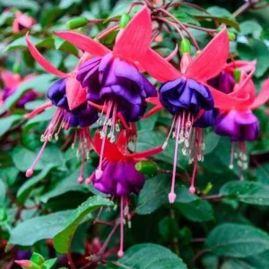 Fuchsia Dollar Princess Live Plant – 2-5 Inch Plug – Red Purple Flowers – Shade Garden & Hanging Basket - Image 1