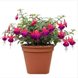 Fuchsia 'Dollar Princess' Live Plant – Hardy Perennial, 4-6 Inch, 5 Inch Pot - Image 1