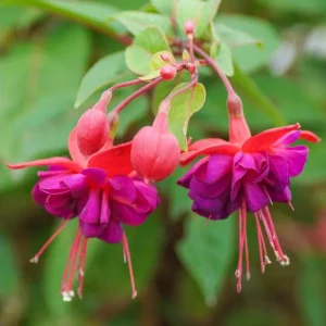 Fuchsia 'Dollar Princess' Live Plant – Hardy Perennial, 4-6 Inch, 5 Inch Pot - Image 2