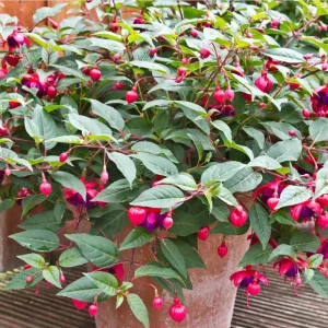 Fuchsia 'Dollar Princess' Live Plant – Hardy Perennial, 4-6 Inch, 5 Inch Pot - Image 3