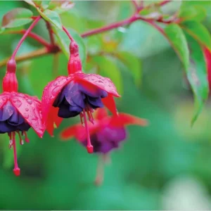 Fuchsia 'Dollar Princess' Live Plant – Hardy Perennial, 4-6 Inch, 5 Inch Pot - Image 5