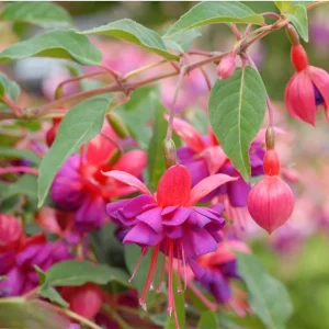 Fuchsia 'Dollar Princess' Live Plant – Hardy Perennial, 4-6 Inch, 5 Inch Pot - Image 6