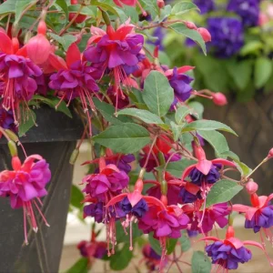 Fuchsia 'Dollar Princess' Live Plant – Hardy Perennial, 4-6 Inch, 5 Inch Pot - Image 7