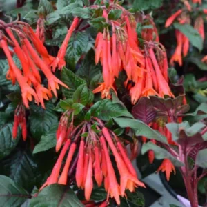 Fuchsia Gartenmeister Live Plant Plug - 2-4 Inch Starter - Coral-Orange Blooms - Image 2