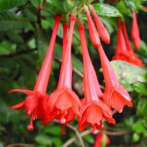 Fuchsia Gartenmeister Live Plant Plug - 2-4 Inch Starter - Coral-Orange Blooms - Image 3