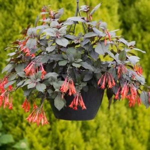 Fuchsia Gartenmeister Live Plant Plug - 2-4 Inch Starter - Coral-Orange Blooms - Image 5