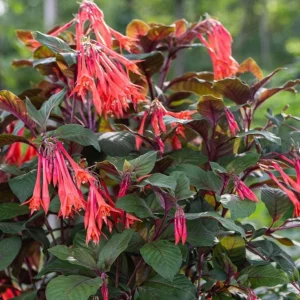 Fuchsia Gartenmeister Live Plant Plug - Set of 2 - 2-4 Inch Tall - Coral-Orange Blooms for Hummingbirds - Image 3