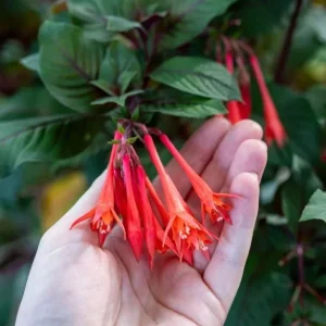 Fuchsia Gartenmeister Live Plant Plug - Set of 2 - 2-4 Inch Tall - Coral-Orange Blooms for Hummingbirds - Image 5