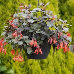 Fuchsia Gartenmeister Live Plant Plug - Set of 2 - 2-4 Inch Tall - Coral-Orange Blooms for Hummingbirds - Image 6