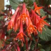 Fuchsia Gartenmeister Live Plant Plug - Set of 2 - 2-4 Inch Tall - Coral-Orange Blooms for Hummingbirds - Image 1