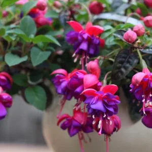 Fuchsia Maori Maid Live Plant - Hardy Trailing Flower, Hanging Basket, 4-6 Inch Tall - Image 2