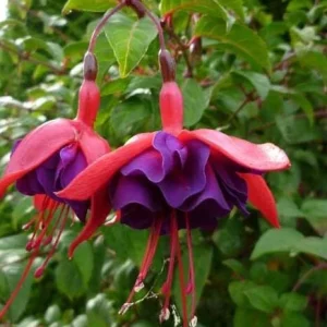Fuchsia Maori Maid Live Plant - Hardy Trailing Flower, Hanging Basket, 4-6 Inch Tall - Image 3