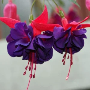 Fuchsia Maori Maid Live Plant - Hardy Trailing Flower, Hanging Basket, 4-6 Inch Tall - Image 4
