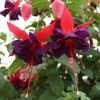 Fuchsia Maori Maid Live Plant - Hardy Trailing Flower, Hanging Basket, 4-6 Inch Tall - Image 1