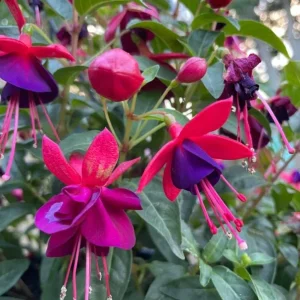 Fuchsia Maori Maid Live Plant - Hardy Trailing Flower, Hanging Basket, 4-6 Inch Tall - Image 5