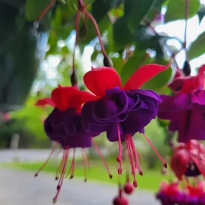 Fuchsia Maori Maid Live Plant - Hardy Trailing Flower, Hanging Basket, 4-6 Inch Tall - Image 6