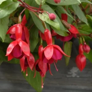 Fuchsia Marinka Live Plant - Hardy Red Trailing Flower for Hanging Baskets, 4-6 Inch Tall - Image 2